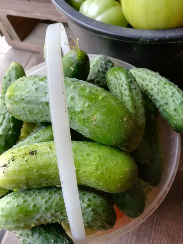 Дача: радость или бремя? Плюсы и минусы жизни на земле