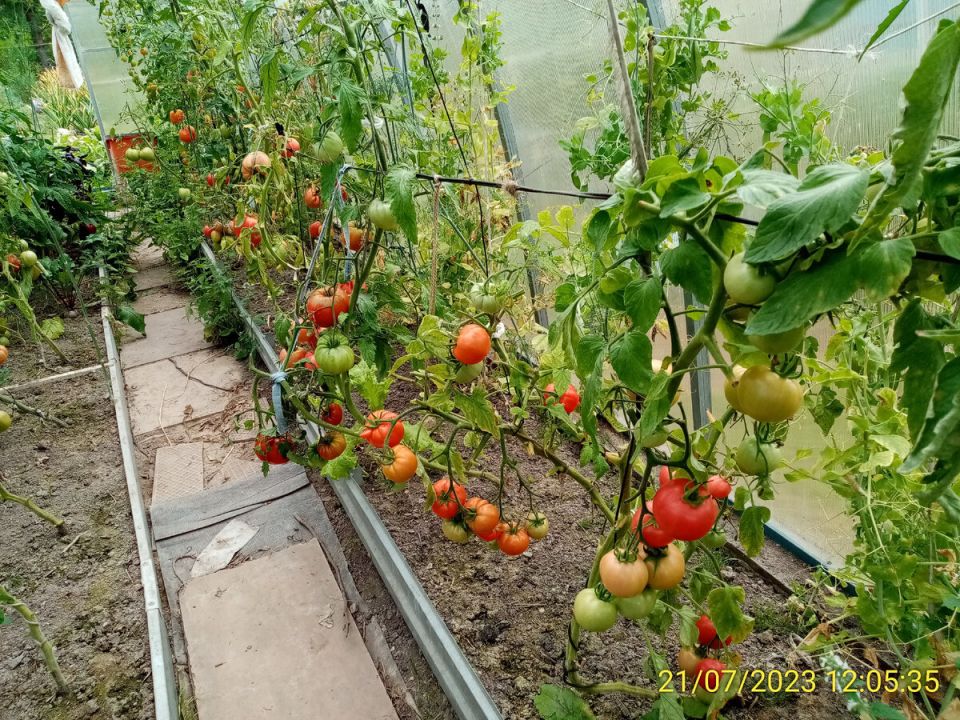 Томаты с вкусом успеха: как один сорт завоевал рынок