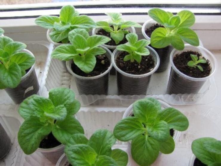 Декабрь: идеальное время для посева многолетников в саду