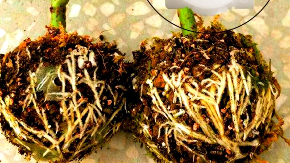 Как укоренить черенки вдвое быстрее с доступными биостимуляторами