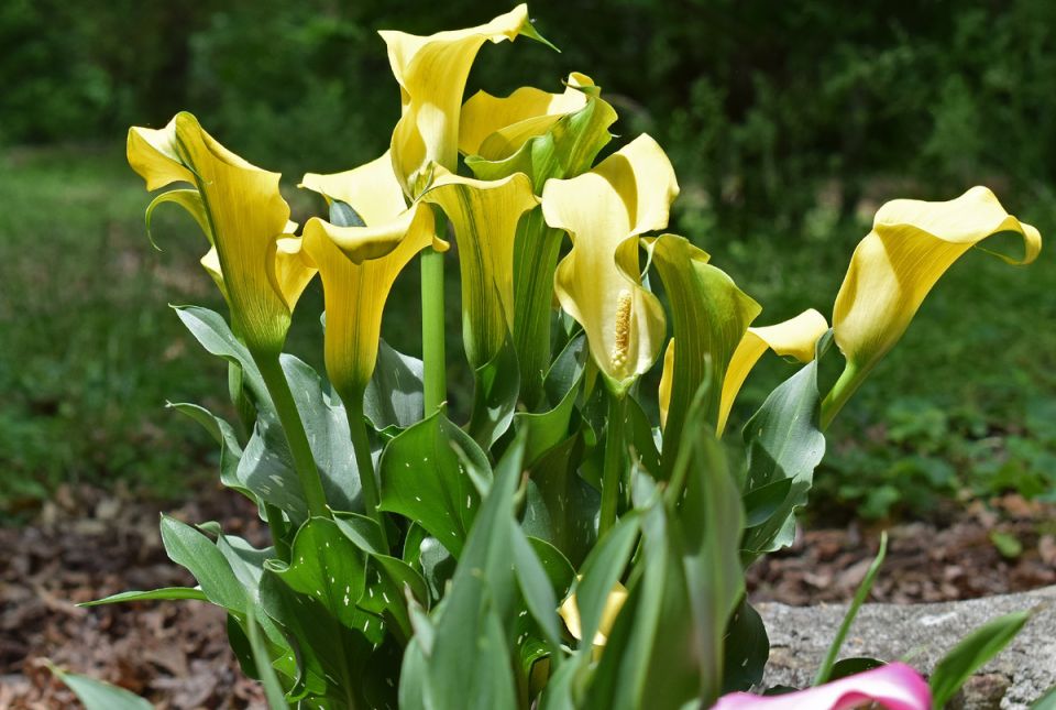 Яркие каллы: какие сорта сделают ваш сад настоящим произведением искусства