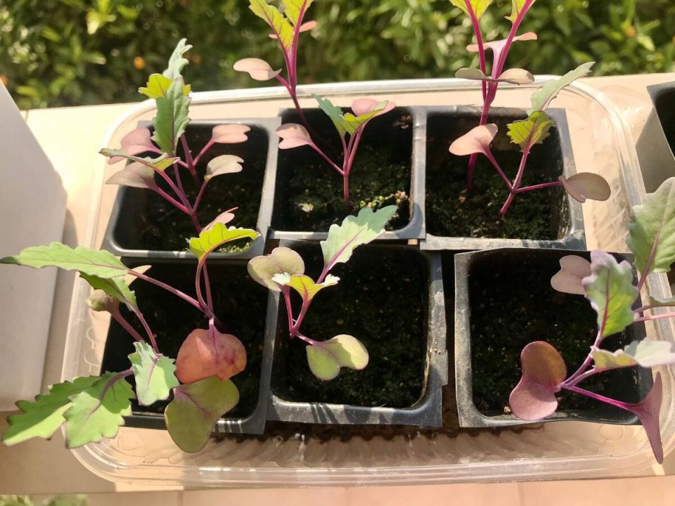 Тайны успешного выращивания рассады: советы и секреты