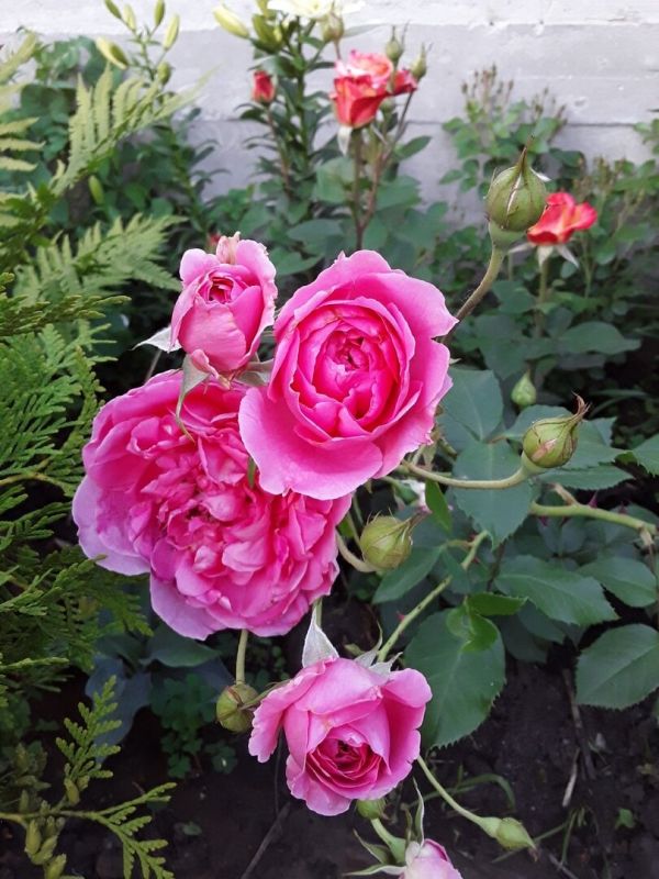 Как садоводы искусно сплетают 87 роз на 3,5 сотках: тайны розария