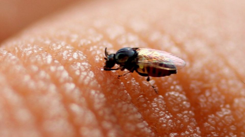 Как избавиться от мошек и комаров без химии: простое домашнее средство