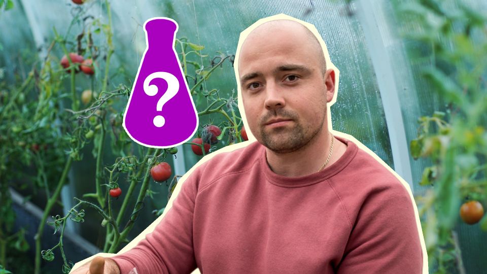 Томаты с гнилью еще можно спасти: опрыскайте их вот чем