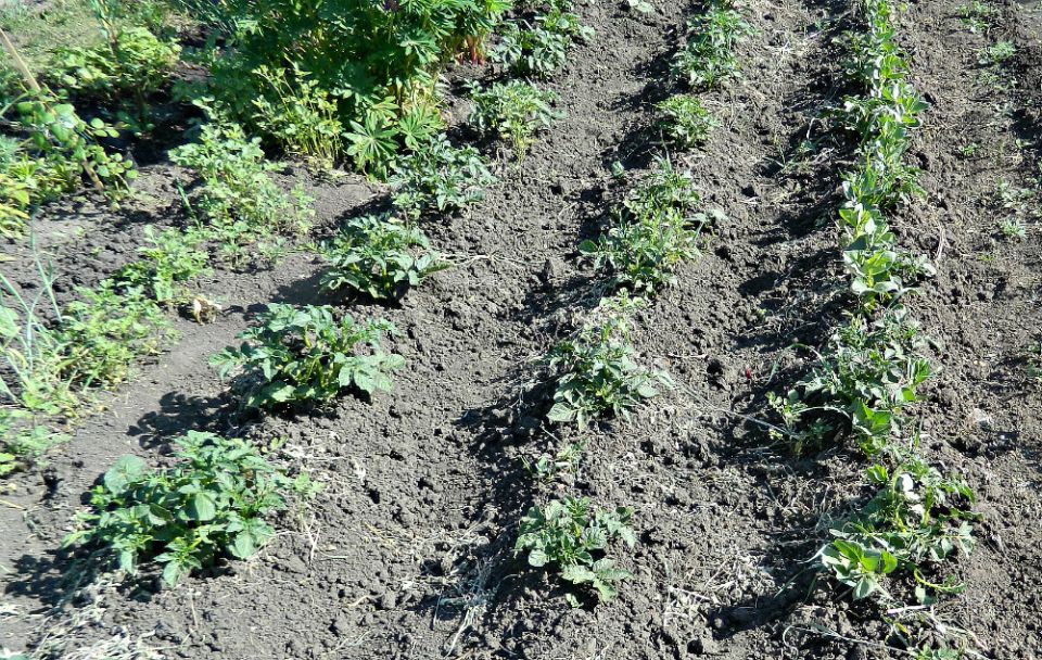 Как вырастить картофель на ура: секреты успешного урожая