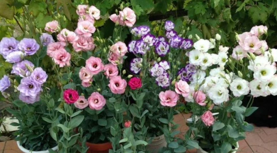 Декабрьские чудеса: что посеять зимой для ярких цветов и пряных трав