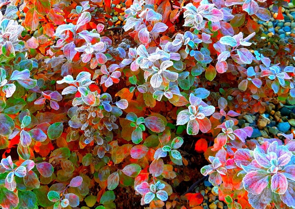 Спиреи: Яркие акценты для вашего сада в любое время года