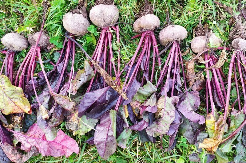 Свекла: маленькая и большая – выбираем идеальный сорт для вашего огорода