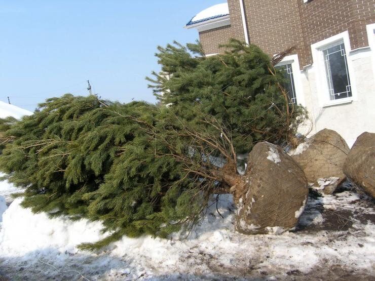 Зеленая магия: как правильно высаживать крупномеры для роскошного сада