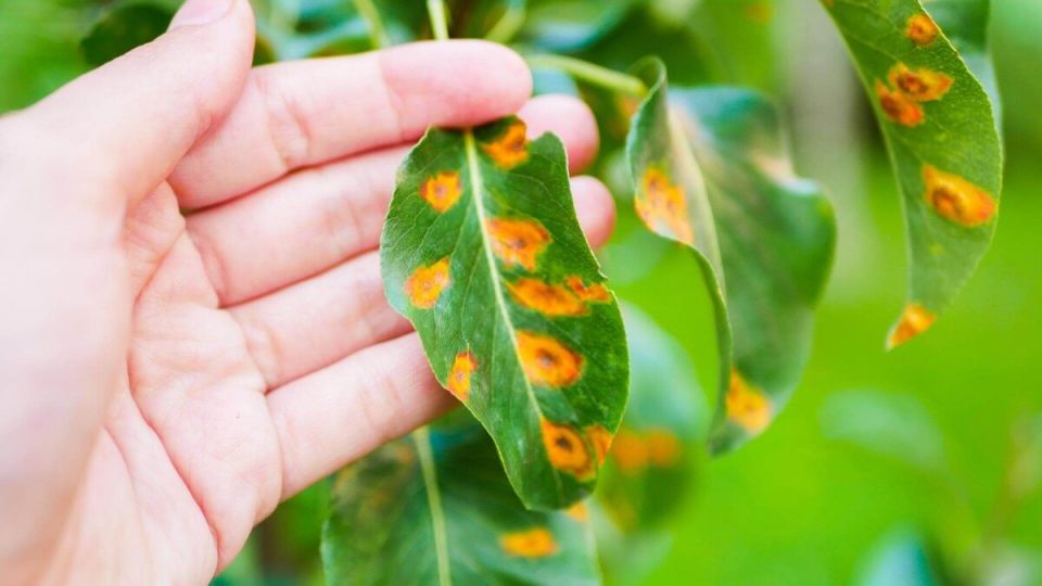 Почему опытные садоводы отказываются от лечения ржавчины: секреты охраны растений