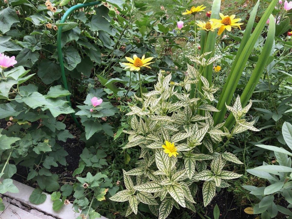 10 увлекательных садоводческих терминов на букву «В»