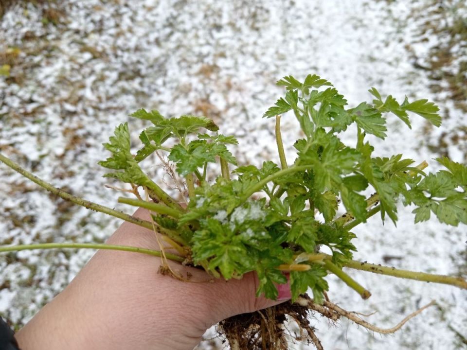 Как вырастить ароматную петрушку дома зимой: секреты простого ухода