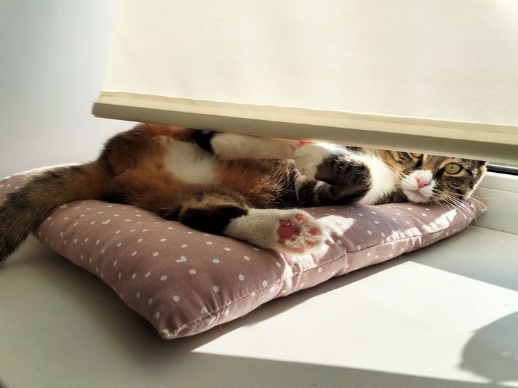 Как вернуть былую чистоту пластиковым подоконникам: 7 эффективных методов без разводов и усилий