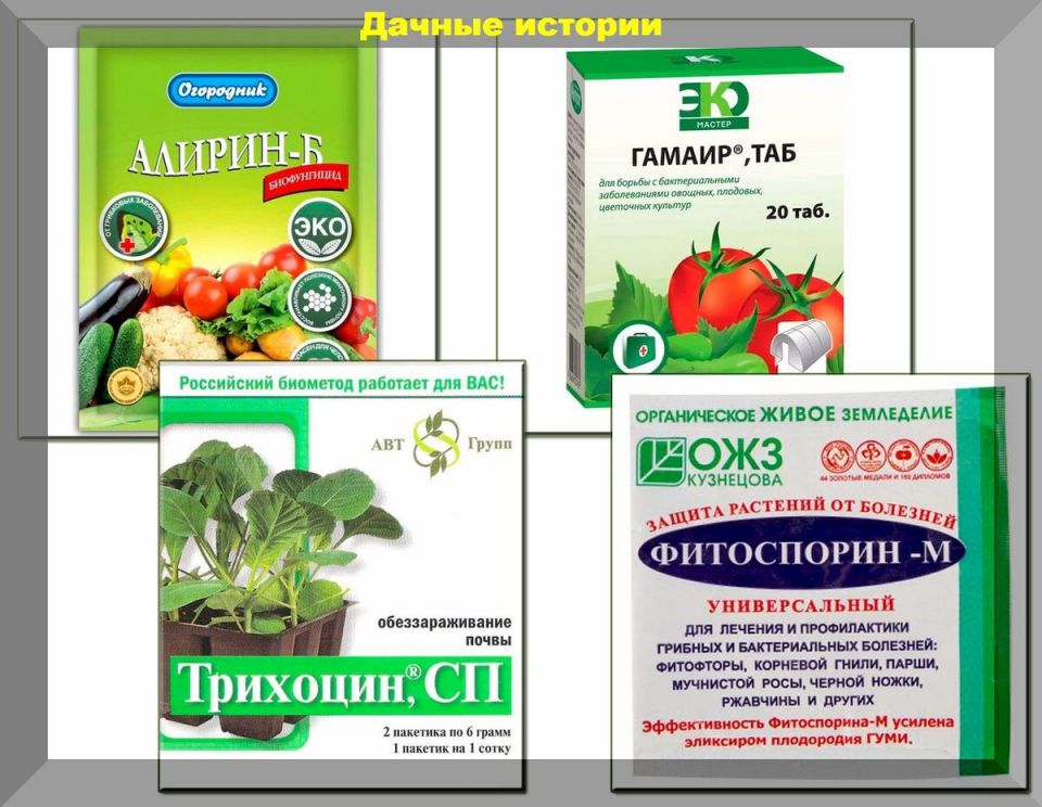 Эко-решения для огородников: как защитить урожай и себя без химии