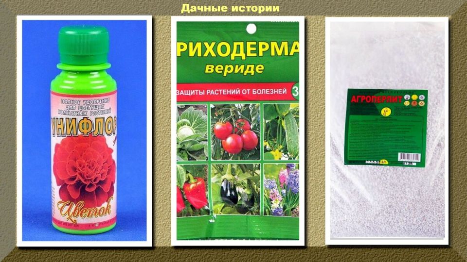 Как вырастить триходерму на перлите: лёгкий гид для домашних садоводов