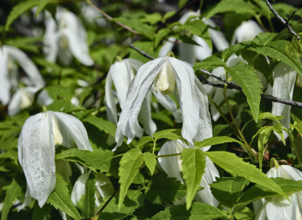 Княжики: элегантные лианы для вашего сада