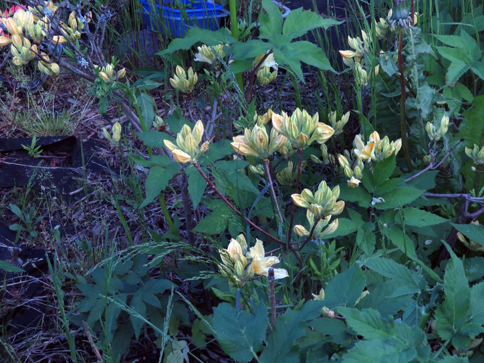 Неожиданные цветы: как холод и дождь пробуждают азалии