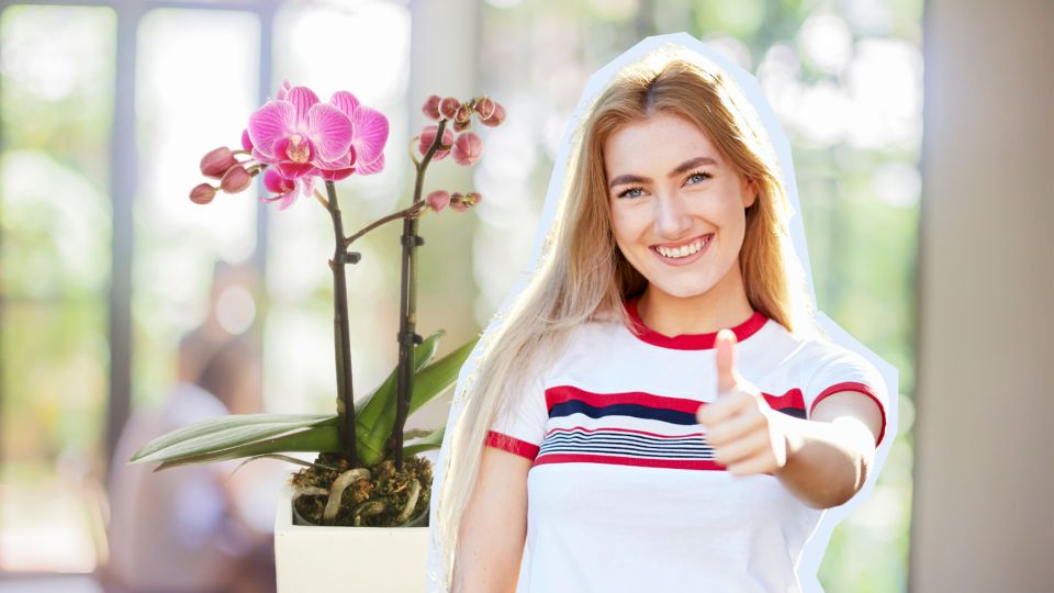 Засохли корни у орхидеи? Эта простая хитрость вернет цветок к жизни за пару дней