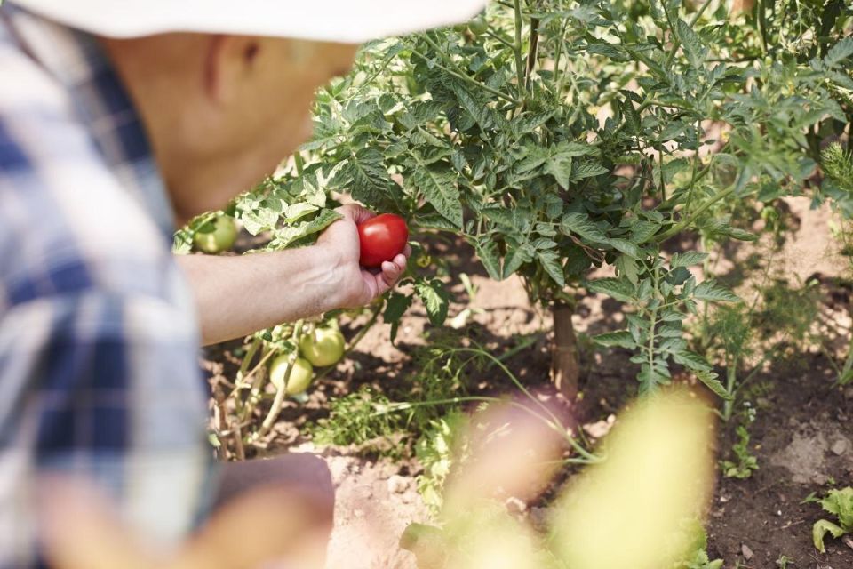 Трещины на помидорах: как избежать распространенной ошибки садоводов