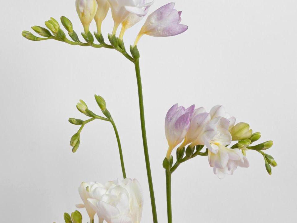 Фрезия: маленький шедевр природы, наполняющий сад ароматами