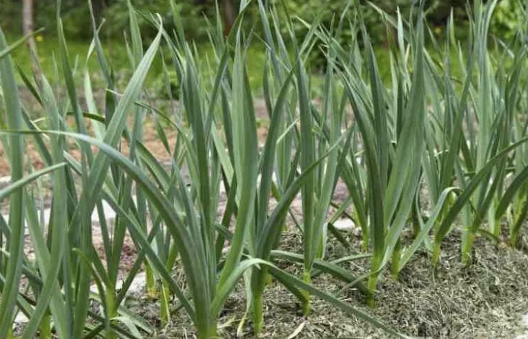 Как правильно подкормиить лук и чеснок в июне для богатого урожая