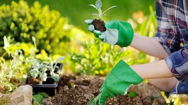 Китайский экспорт саженцев и цветов в Центральную и Южную Азию бьет рекорды