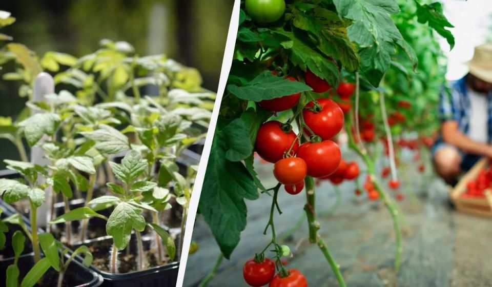 Правильное время для посева томатов в 2025 году
