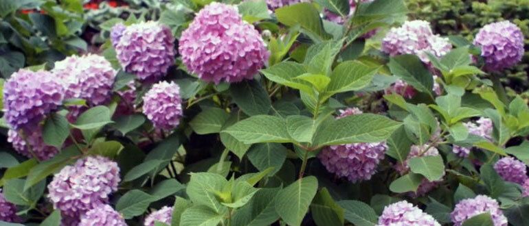 Осенняя подкормка: как подготовить ваши растения к зиме