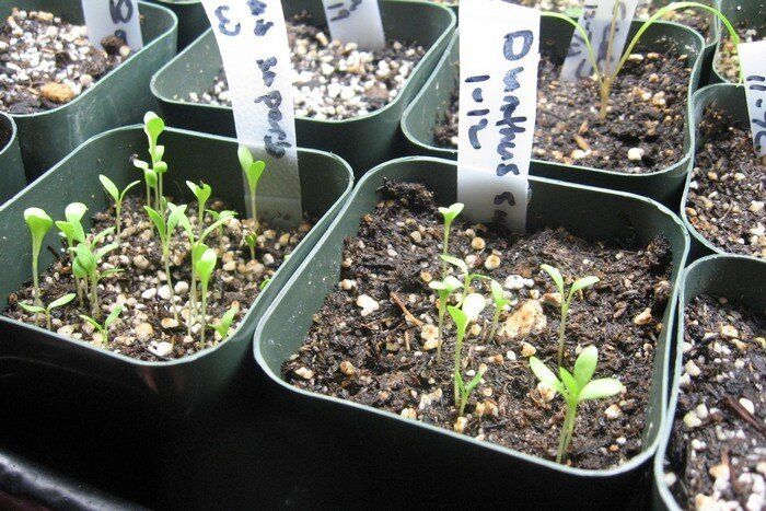 Выращивание рассады гвоздики: секреты успешного старта