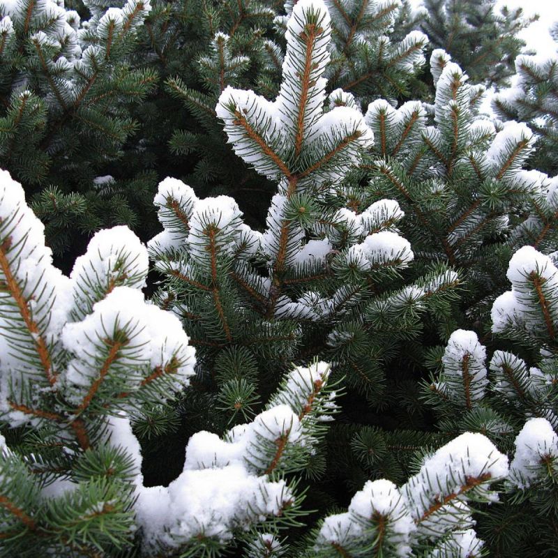 Как создать зимний сад: лучшие растения для ярких пейзажей