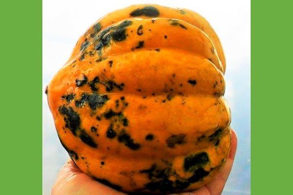 Тыква Акорн: универсальный овощ с ореховым вкусом и впечатляющими урожаями