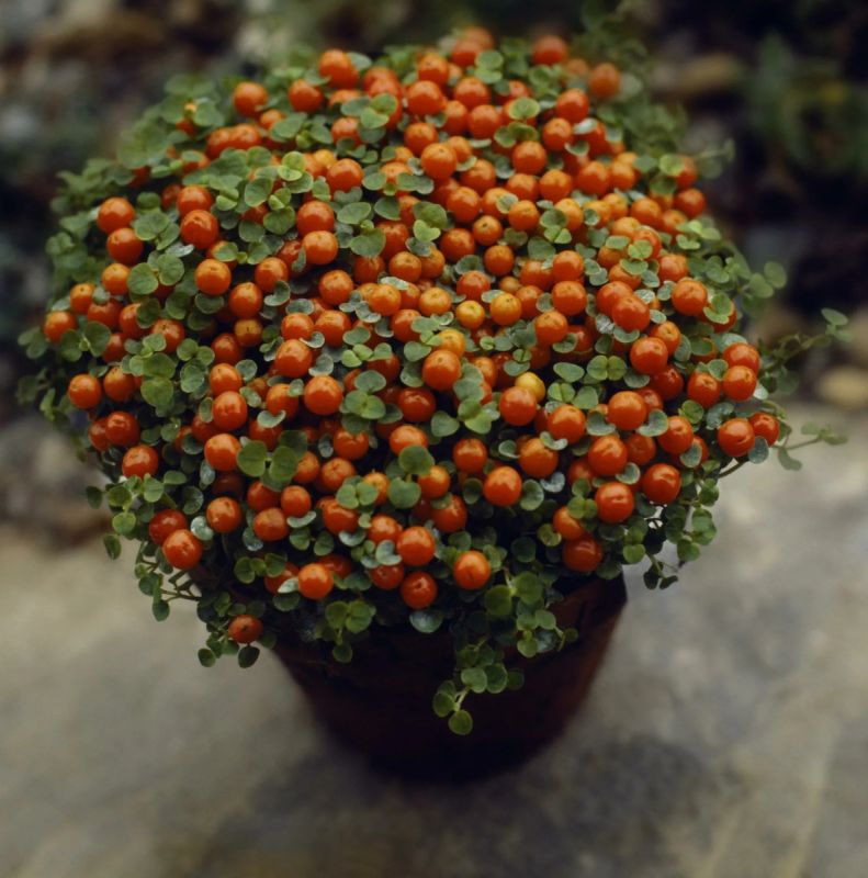 Коралловый мох: тропическая изюминка для вашего новогоднего декора