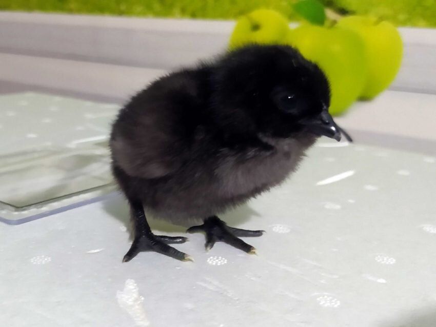 Ухейлюй: уникальные черные куры, которые удивляют оттенком яиц