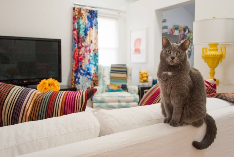 Как арендовать квартиру с котом: эффективные стратегии и права арендаторов