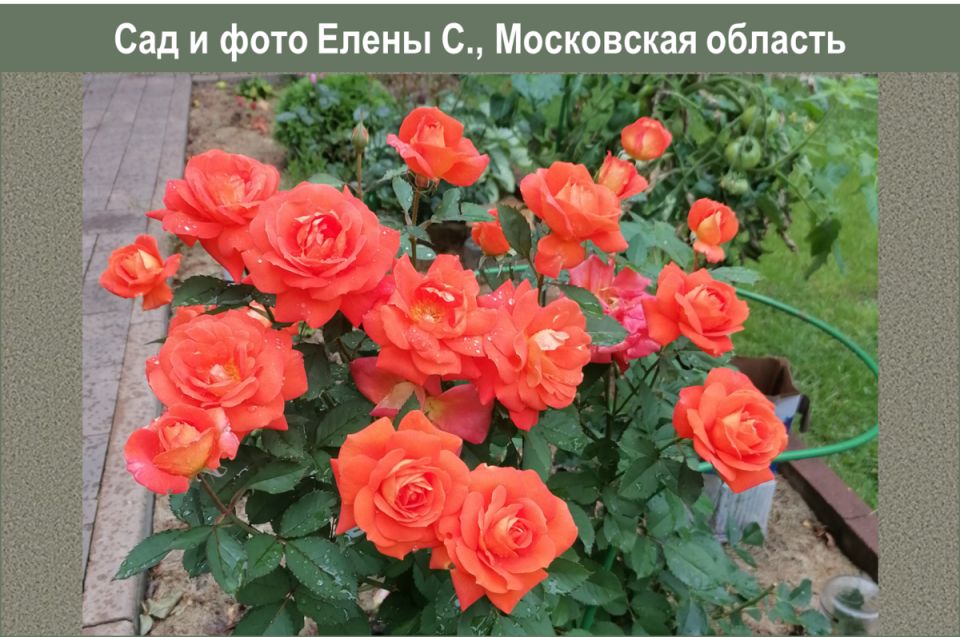 Роза Super Trouper: очарование и уникальность в каждом лепестке