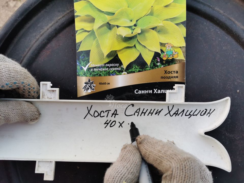 Почему купленные делёнки цветов не прорастают: откровения экспертов