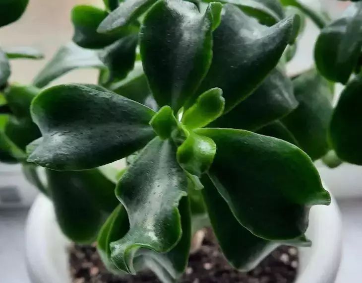 Что делать с денежным деревом, чтобы быстрее разбогатеть