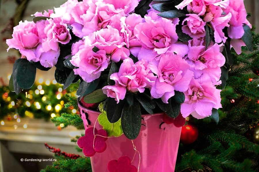 Секреты долгоживущей азалии: как сделать цветение ярким и продолжительным