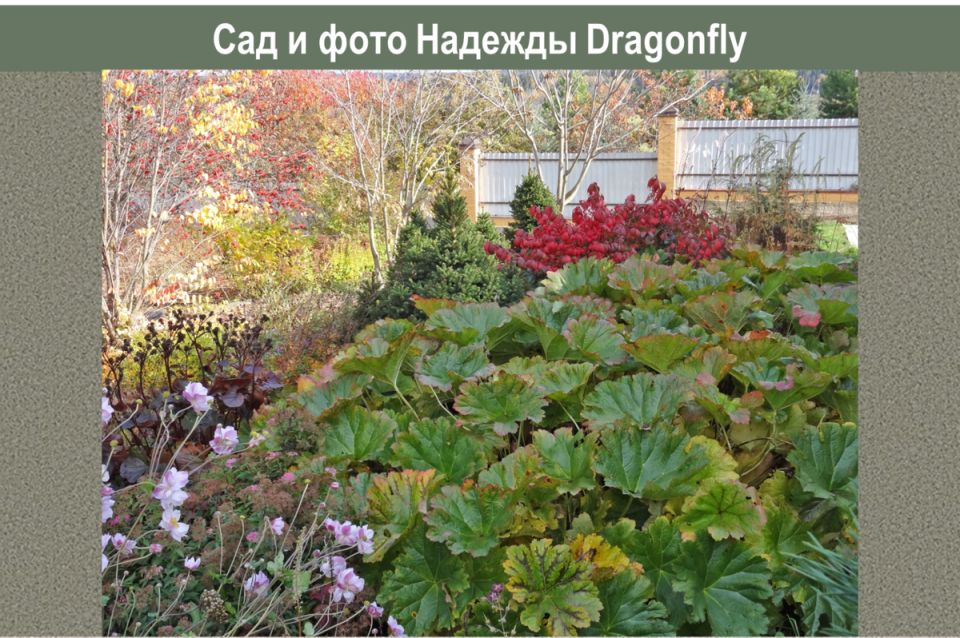 Листья, которые завораживают: дармера щитовидная - настоящий король садов