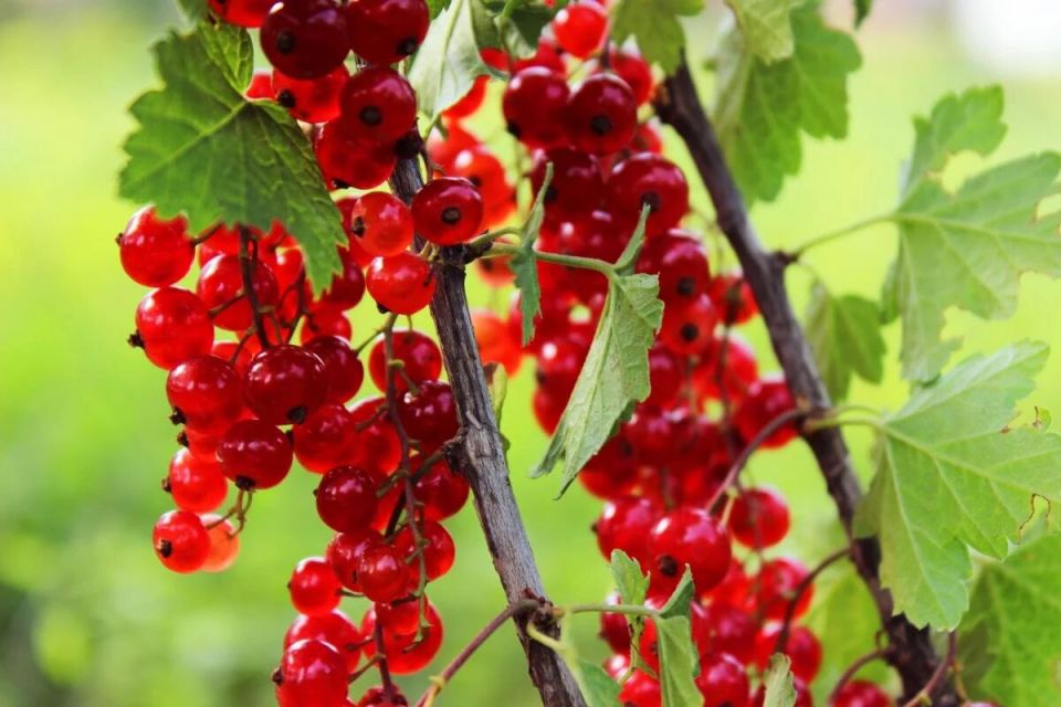 Как получить богатый урожай красной смородины: секреты подкормки