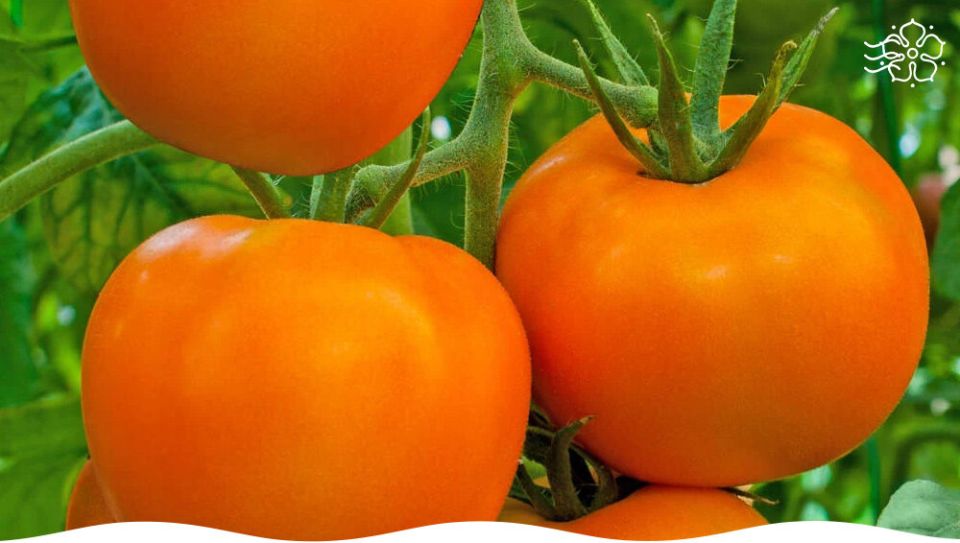 Томат Тещин секрет F1: новый стандарт здоровья и вкуса