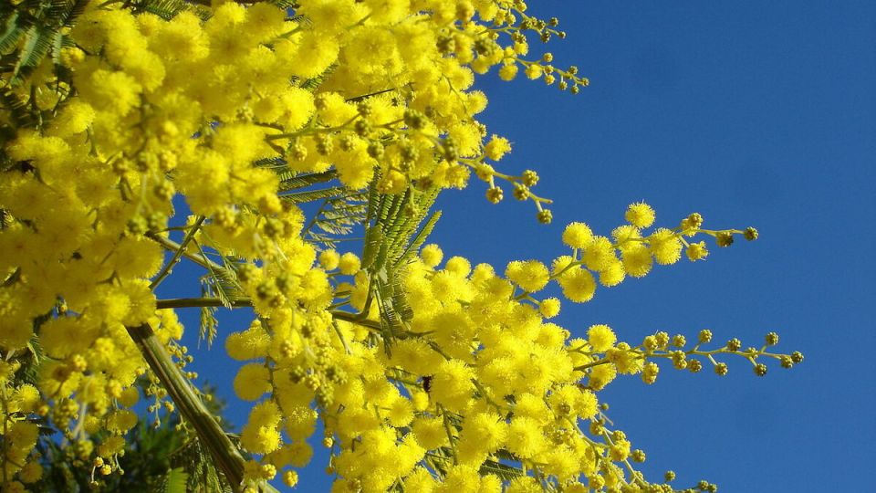 ��� ��������� �� �������: ������� ����� �� ������ ���������