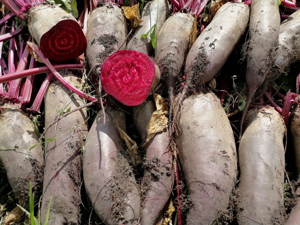 ���-����� ������: ��� ������� ��� ������ ������� � 2025 ����?