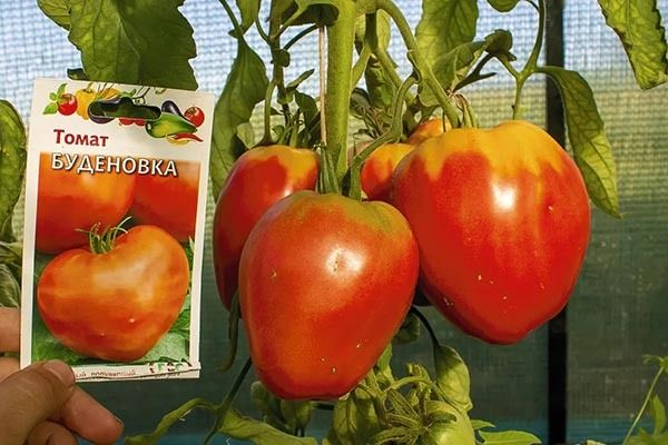 Будёновка: популярный сорт с уникальным вкусом