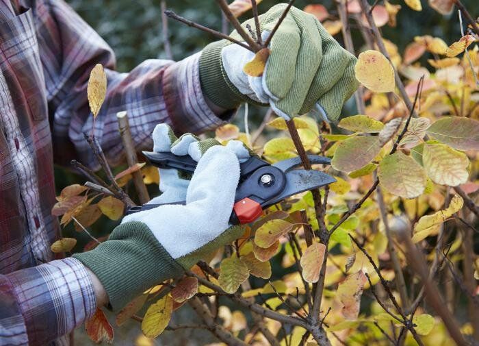 Перегной в саду: секреты успешного органического земледелия