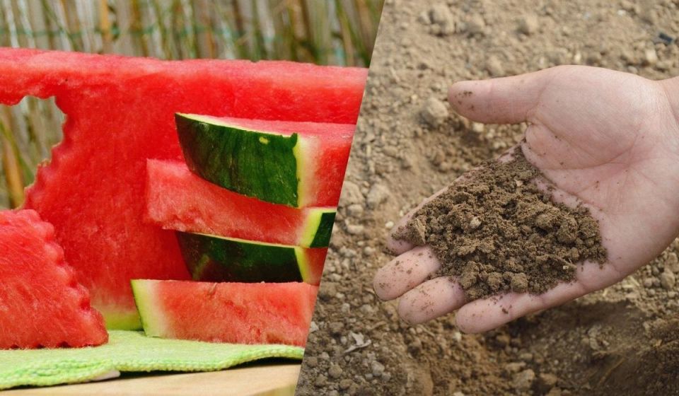 ��� �� ����������� �������� �����: ������� �� ������������� � ����