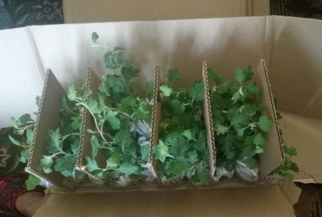 ����������: ��������� ��������� �����, ������� ������ ����