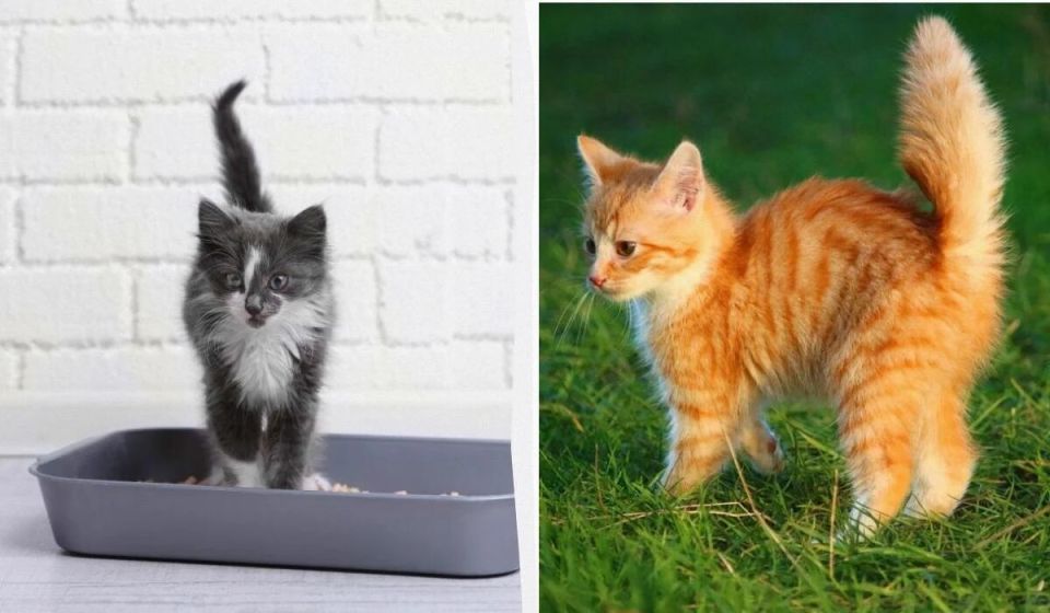 Эмоции котов: что может рассказать их хвост?