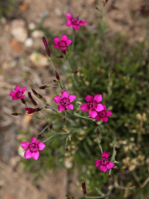 �������� ��������: ��������� ����� ��� ������ ���������� ��������